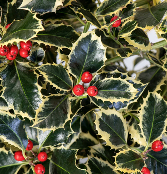 Mezcla de hoja perenne x 4: 1x Ilex meserveae 'Blue Maid', 1x Ilex aquifolium 'Argentea Marginata', 1x Photinia fras. 'Red Robin', 1x Prunus lusitanica 'Angustifolia