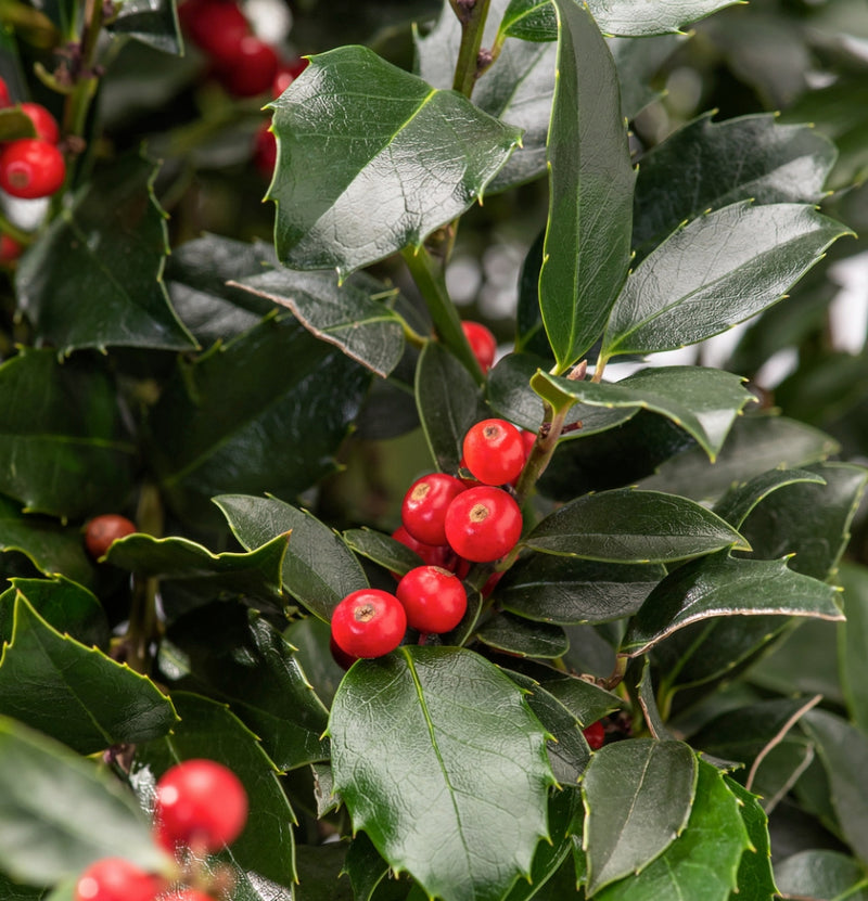 Immergrüne Mischung x 4 - 1x Ilex meserveae 'Blue Maid', 1x Ilex aquifolium 'Argentea Marginata', 1x Photinia fras. 'Red Robin', 1x Prunus lusitanica 'Angustifolia