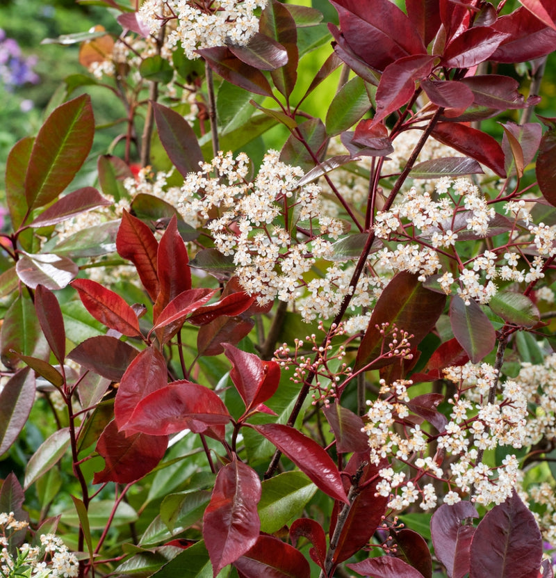 Immergrüne Mischung x 4 - 1x Ilex meserveae 'Blue Maid', 1x Ilex aquifolium 'Argentea Marginata', 1x Photinia fras. 'Red Robin', 1x Prunus lusitanica 'Angustifolia