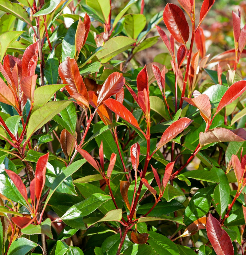 Immergrüne Mischung x 4 - 1x Ilex meserveae 'Blue Maid', 1x Ilex aquifolium 'Argentea Marginata', 1x Photinia fras. 'Red Robin', 1x Prunus lusitanica 'Angustifolia