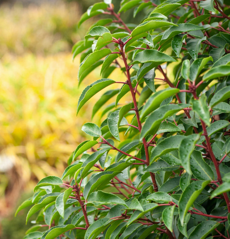 Immergrüne Mischung x 4 - 1x Ilex meserveae 'Blue Maid', 1x Ilex aquifolium 'Argentea Marginata', 1x Photinia fras. 'Red Robin', 1x Prunus lusitanica 'Angustifolia