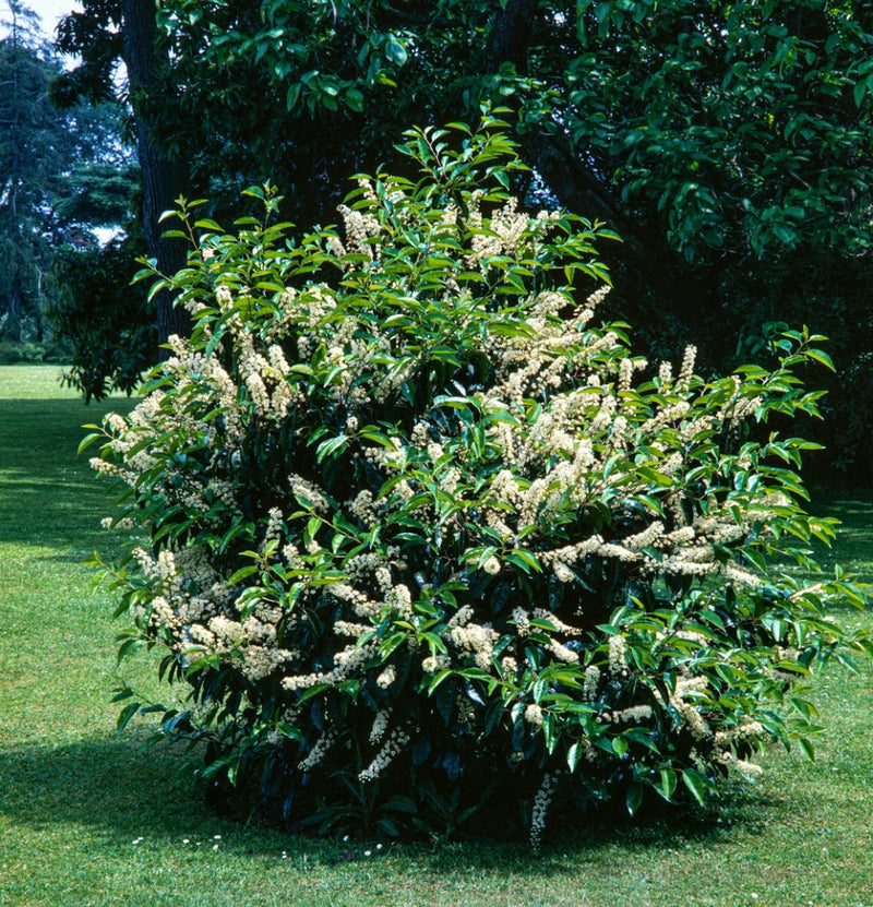 Immergrüne Mischung x 4 - 1x Ilex meserveae 'Blue Maid', 1x Ilex aquifolium 'Argentea Marginata', 1x Photinia fras. 'Red Robin', 1x Prunus lusitanica 'Angustifolia