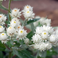 Anaphalis triplinervis  (Parelmoervliesbloem), set van 3, Winterharde vaste plant