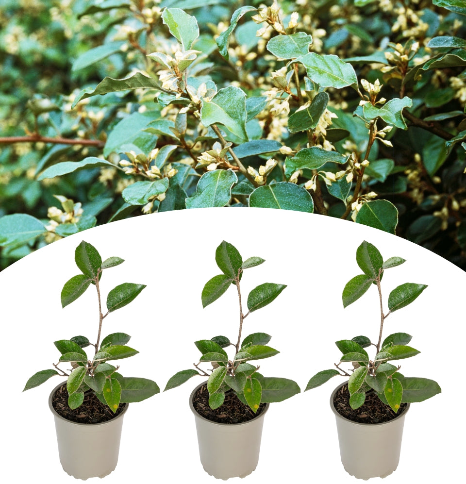 Set de 3 x Elaeagnus ebbingei - 25-38 cm