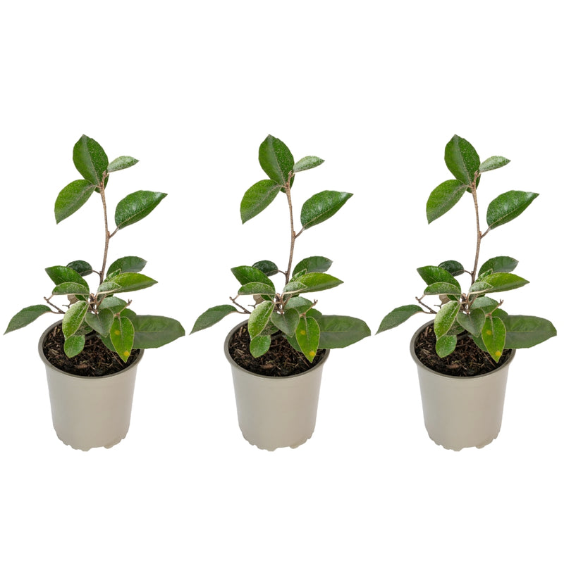 Set de 3 x Elaeagnus ebbingei - 25-38 cm