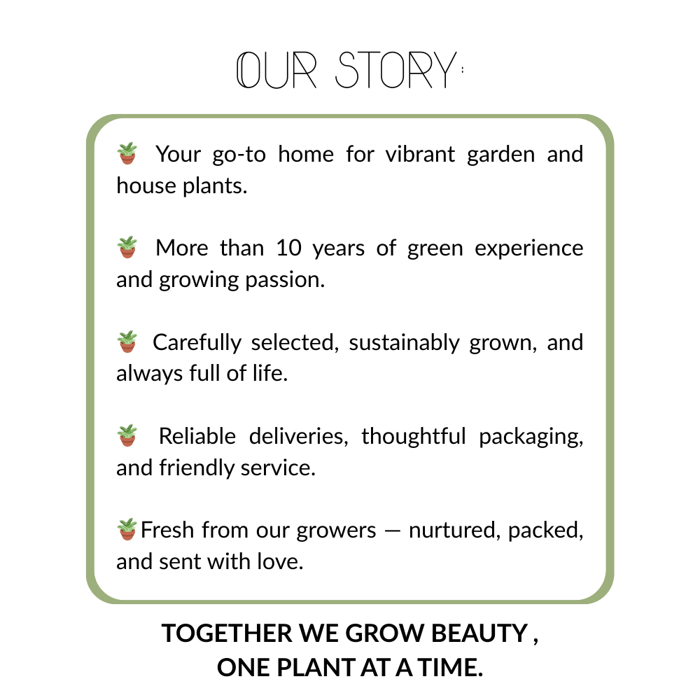 1 Cherrytomaat plant Ø14 cm ↕40 cm