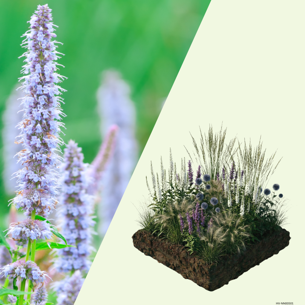 NatureNest border package Isa colorful perennial mix