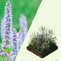 NatureNest border package Isa colorful perennial mix