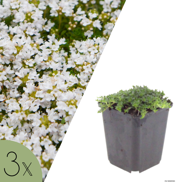 NatureNest | witte tijm | set van 3 bodembedekkers | Thymus praecox 'Albiflorus' | winterharde kruidenplant