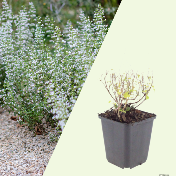 3  Bergsteentijm ‘Calamintha nepeta’ Ø9 cm ↕15 cm