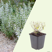 3  Bergsteentijm ‘Calamintha nepeta’ Ø9 cm ↕15 cm
