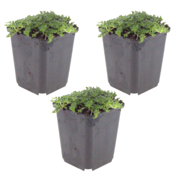 NatureNest | witte tijm | set van 3 bodembedekkers | Thymus praecox 'Albiflorus' | winterharde kruidenplant
