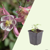 Aquilegia vulgaris (Akelei), set van 3, Vaste tuinplant