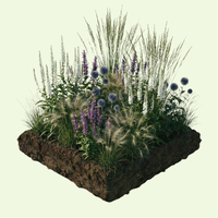 NatureNest border package Isa colorful perennial mix
