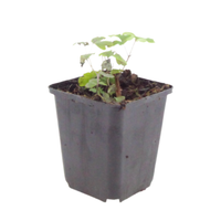 Aquilegia vulgaris (Akelei), set van 3, Vaste tuinplant