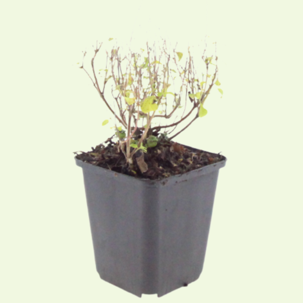 3  Bergsteentijm ‘Calamintha nepeta’ Ø9 cm ↕15 cm