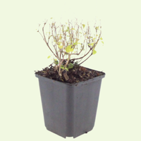 3  Bergsteentijm ‘Calamintha nepeta’ Ø9 cm ↕15 cm