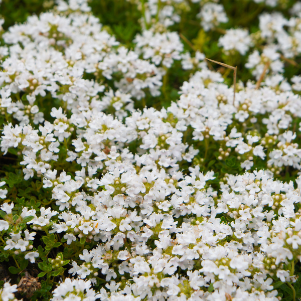 NatureNest | witte tijm | set van 3 bodembedekkers | Thymus praecox 'Albiflorus' | winterharde kruidenplant
