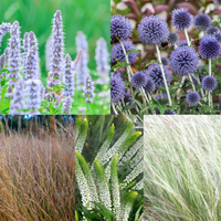 NatureNest border package Isa colorful perennial mix