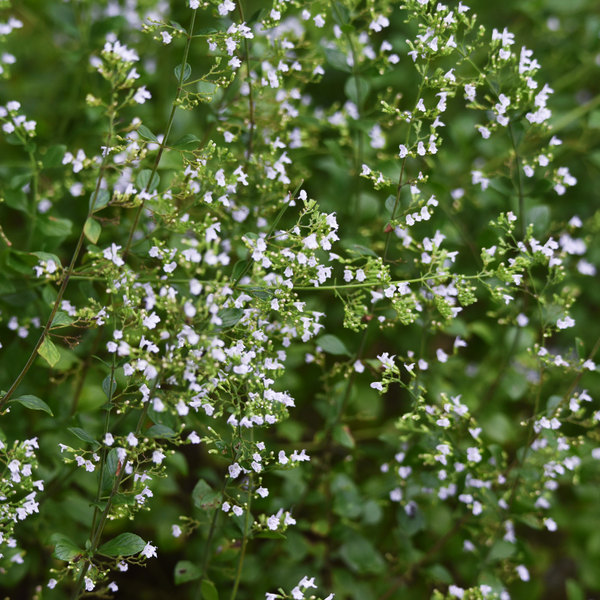 3  Bergsteentijm ‘Calamintha nepeta’ Ø9 cm ↕15 cm