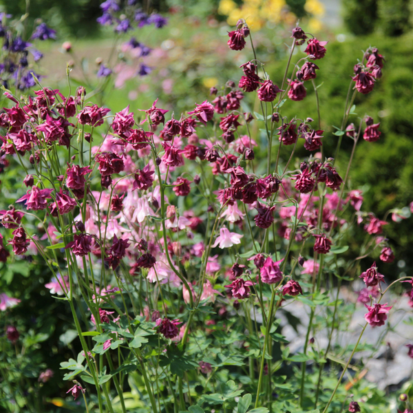 Aquilegia vulgaris (Akelei), set van 3, Vaste tuinplant