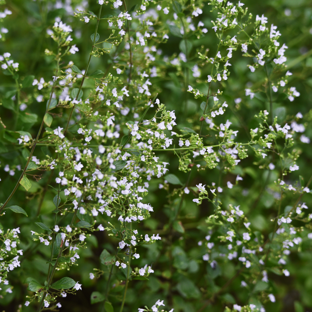 Calamintha nepeta (Bergsteentijm) Set van drie, Bijen- en vlindervriendelijk