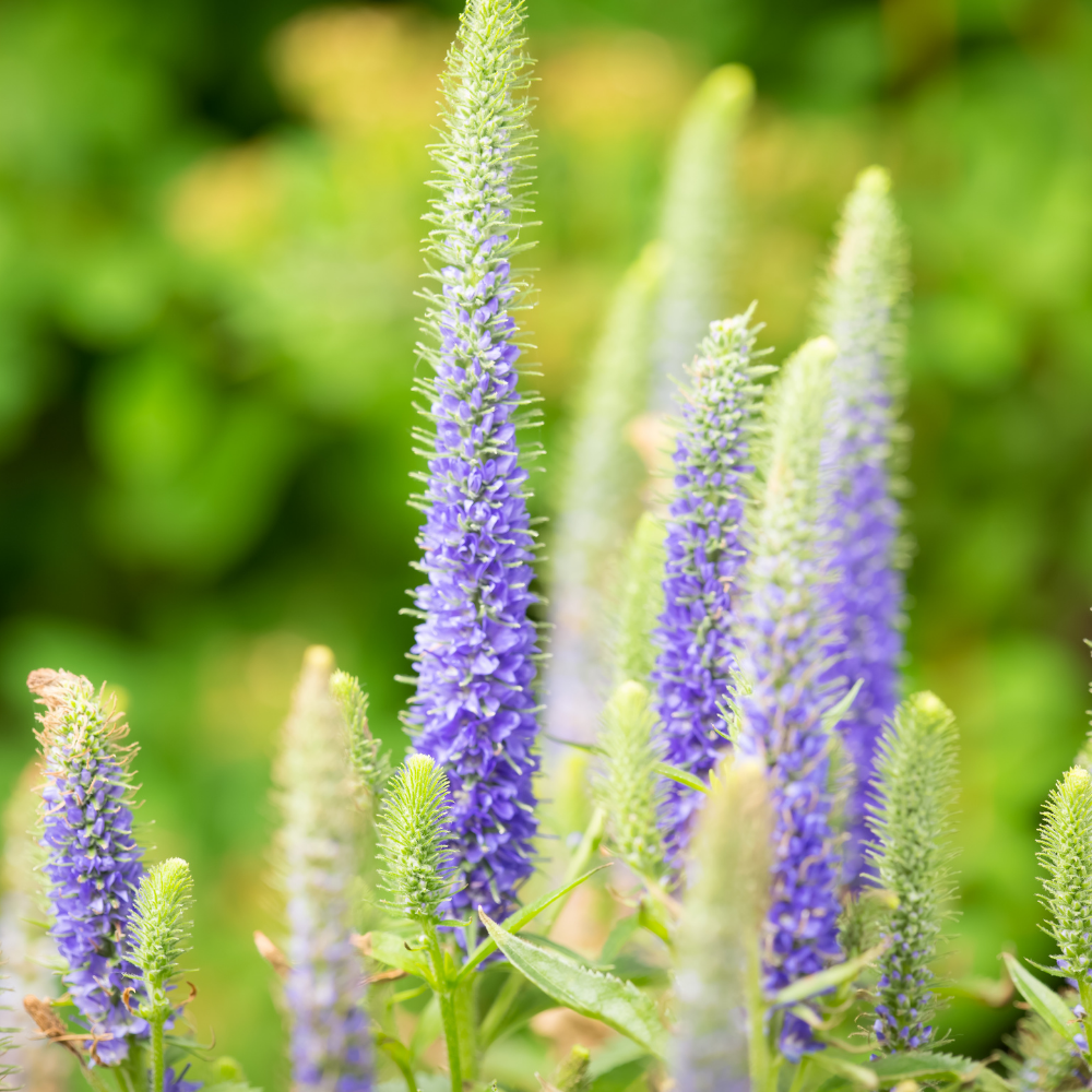 NatureNest border package Isa colorful perennial mix