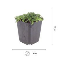 NatureNest | witte tijm | set van 3 bodembedekkers | Thymus praecox 'Albiflorus' | winterharde kruidenplant