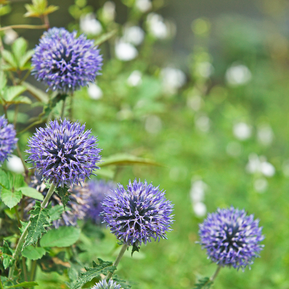 NatureNest border package Isa colorful perennial mix