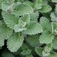 Calamintha nepeta (Bergsteentijm) Set van drie, Bijen- en vlindervriendelijk