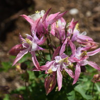 Aquilegia vulgaris (Akelei), set van 3, Vaste tuinplant