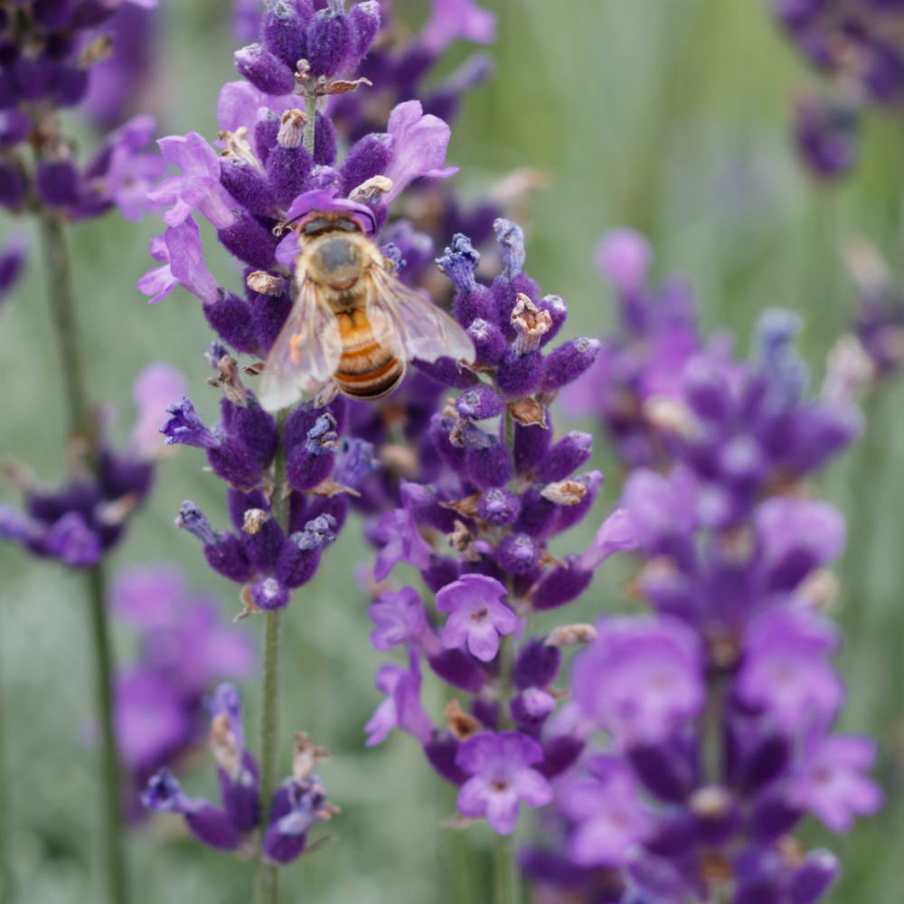 Set of 6 Hardy Lavender Plants | 6 x Ø12 cm ↕30 cm | Lavendula ang. Felice