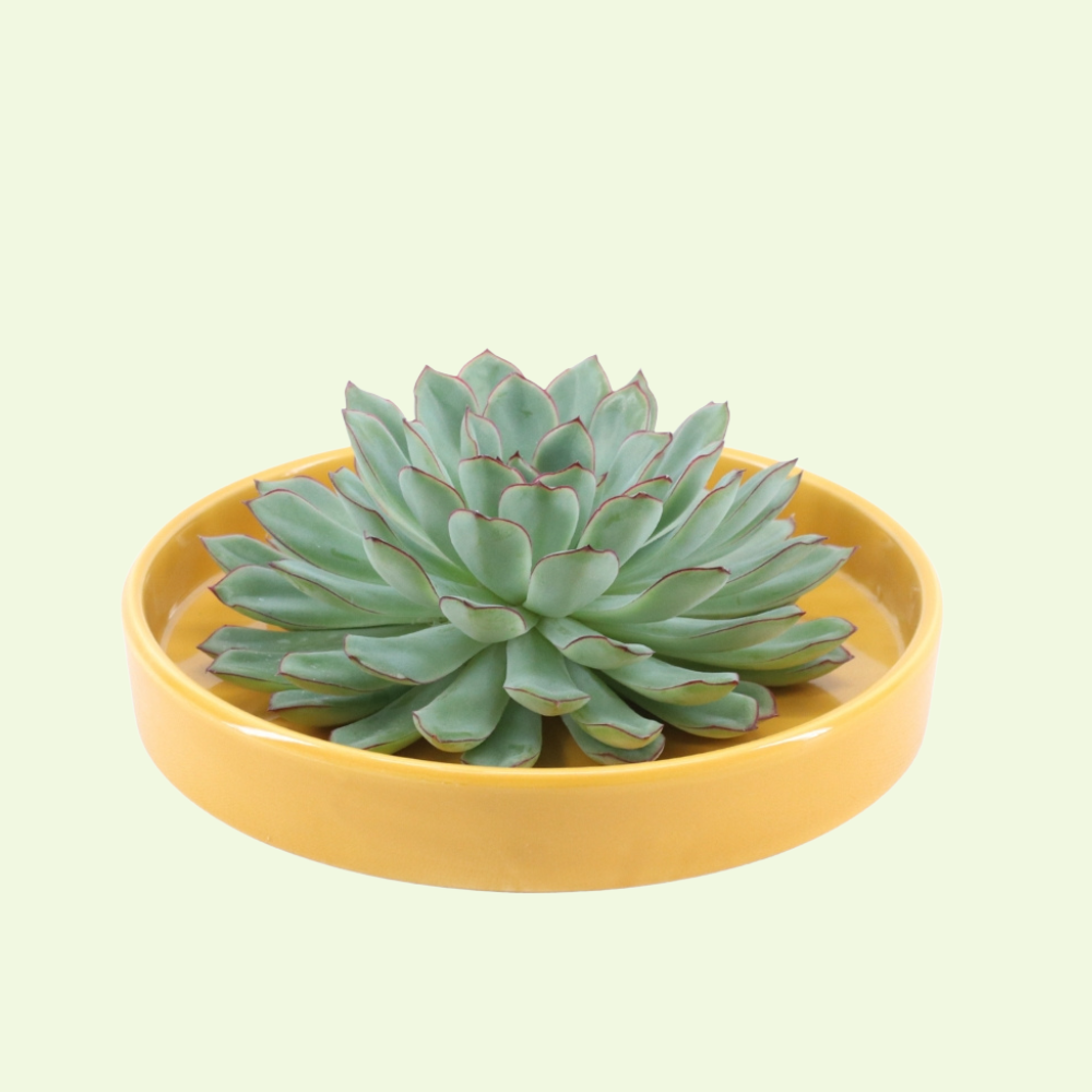 1 Succulent ‘Echeveria Pulidonis’ Ø12–14 cm ↕5 cm