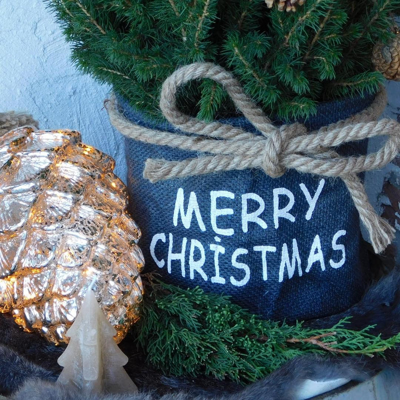 Weihnachtsbaum Picea Conica im Weihnachtsbeutel blau