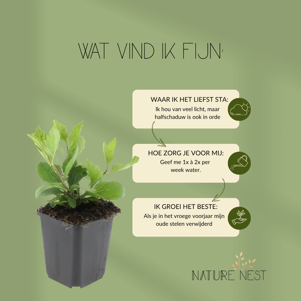 3 Asterplanten | Aster ageratoides 'Asran' | Tuinplanten | Planten