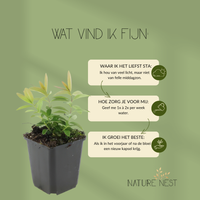 12 Sint-Janskruid Planten | Hypericum calycinum | Tuinplanten | Planten