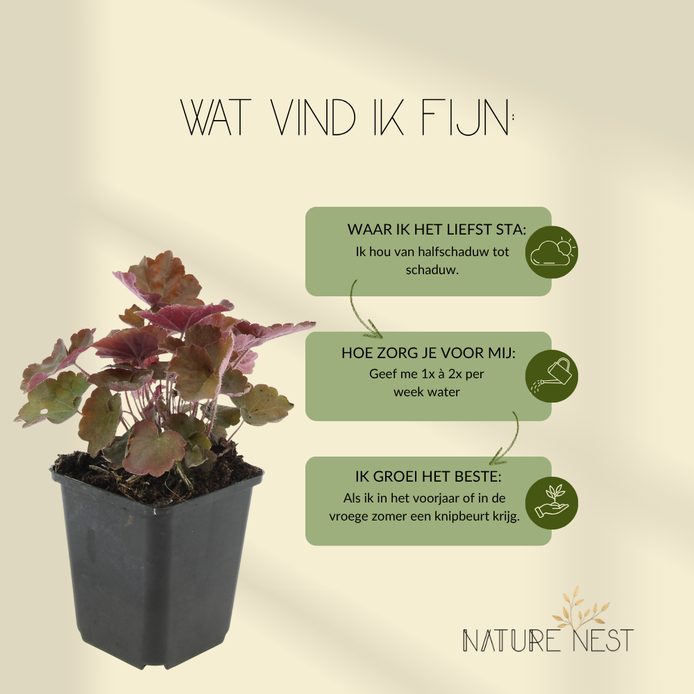 12 Purperklokjes Planten | Heuchera micrantha 'Palace Purple' | Tuinplanten