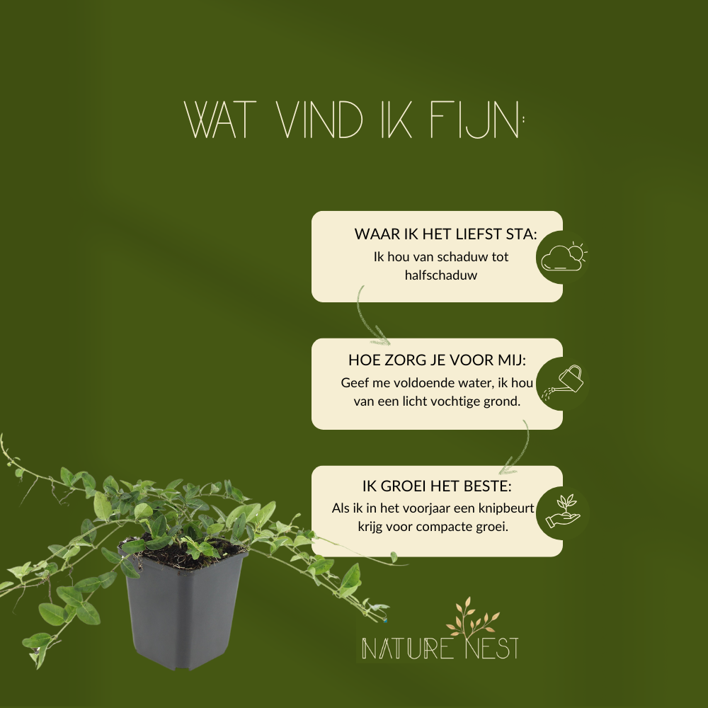 12 Paarse Maagdenpalm planten | Vinca minor 'Atropurpurea' | Tuinplanten | Planten