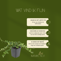 12 Paarse Maagdenpalm planten | Vinca minor 'Atropurpurea' | Tuinplanten | Planten