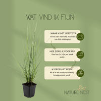 12 Lampenpoetsergras Planten | Pennisetum alopecuroides 'Hameln' | Tuinplanten