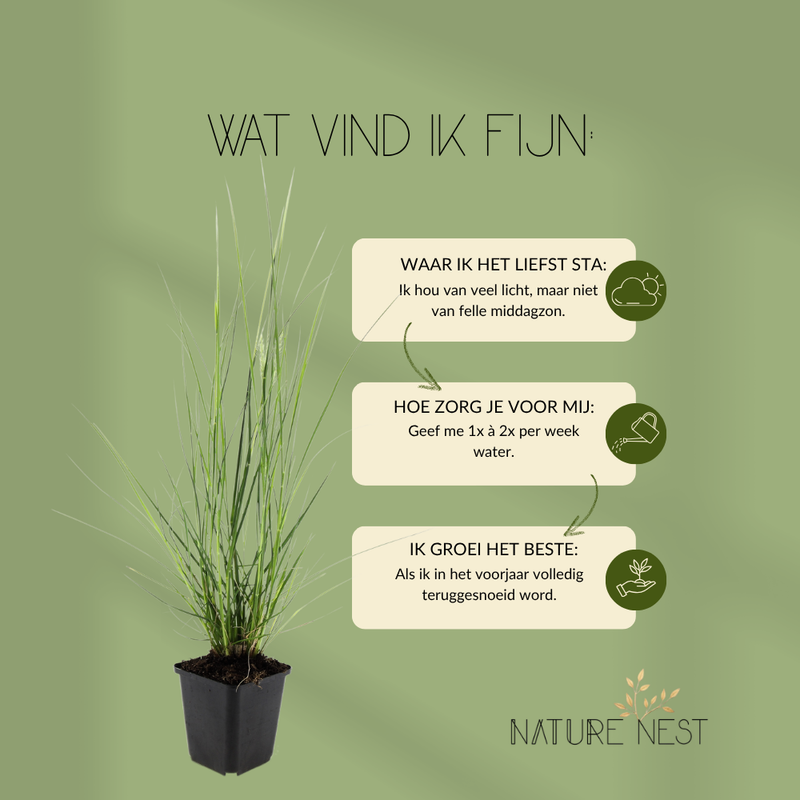 12 Lampenpoetsergras Planten | Pennisetum alopecuroides 'Hameln' | Tuinplanten