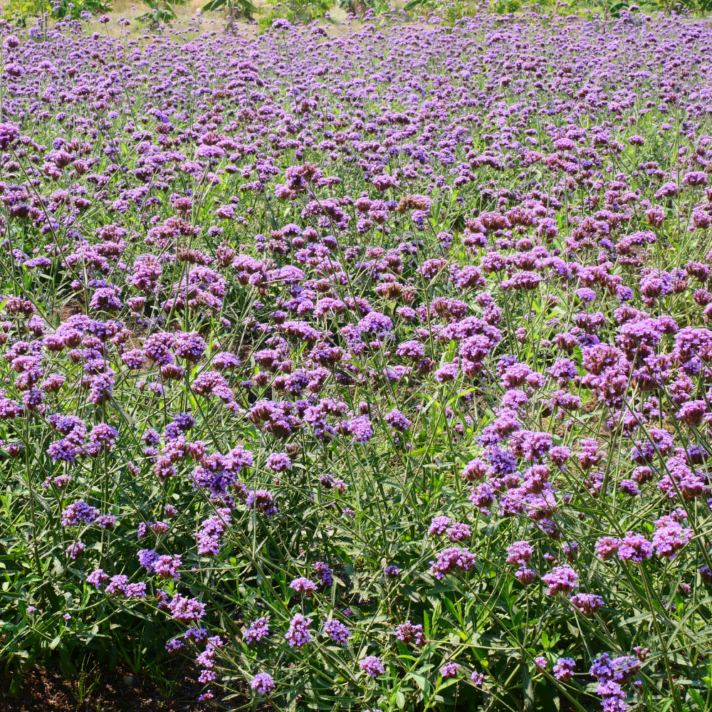 Verbena Bonariensis (Ironhard) Set mit 3