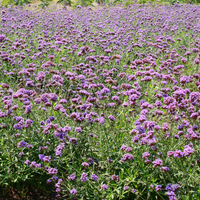 Verbena Bonariensis (Ironhard) Set mit 3
