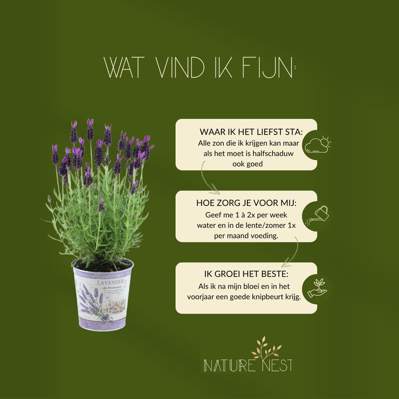 Set van 3 Franse lavendelplanten in sierpot 'Deluxe' | 3 x Ø12 cm - ↕25 cm