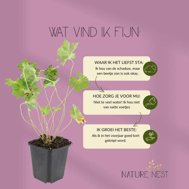 6 Ooievaarsbek Planten | Geranium 'Rozanne' | Tuinplanten | Planten