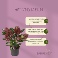 Skimmia Japonica 'Rubella' (3 stuks)