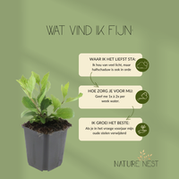 12 Asterplanten | Aster ageratoides 'Asran' | Tuinplanten | Planten