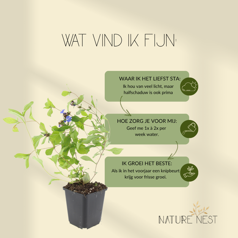 3 loodkruid planten | Ceratostigma plumbaginoides | Tuinplanten | Planten