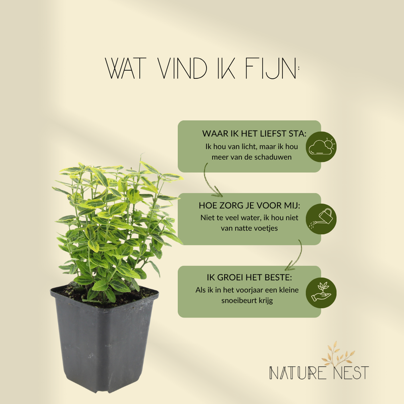 12 Gele Kardinaalsmuts Planten | Euonymus 'Emerald 'n Gold' | Tuinplanten