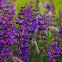 Luxe Bloemborder set van 12, 24, 48, 60 of 120 planten